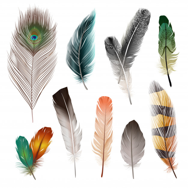 Peacock Feathers For Embellishment Of Wedding Cards, Garment, Fashion &  Packaging Boxes
