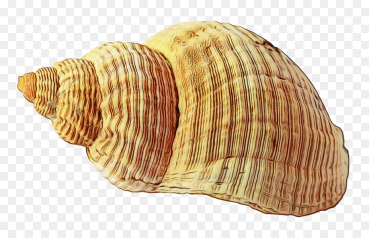 seashell,mollusc shell,shore,beach,mussel,clam,seashell resonance,mollusca,snail,sea snail,download,ocean,shell,conch,lymnaeidae,shankha,cockle,bivalve,molluscs,snails and slugs,invertebrate,natural material,png