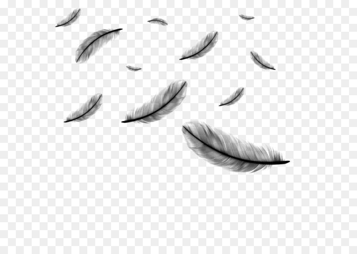 feather,drawing,royaltyfree,white feather, encapsulated postscript,peafowl,desi natural peacock eye feathers tails,leaf,text,wing,blackandwhite,plant,png