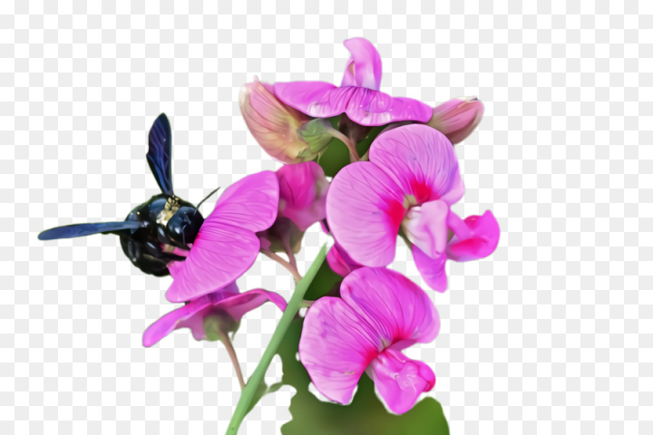 flower,flowering plant,plant,violet,everlasting sweet pea,petal,tuberous pea,pink,sweet pea,moth orchid,png
