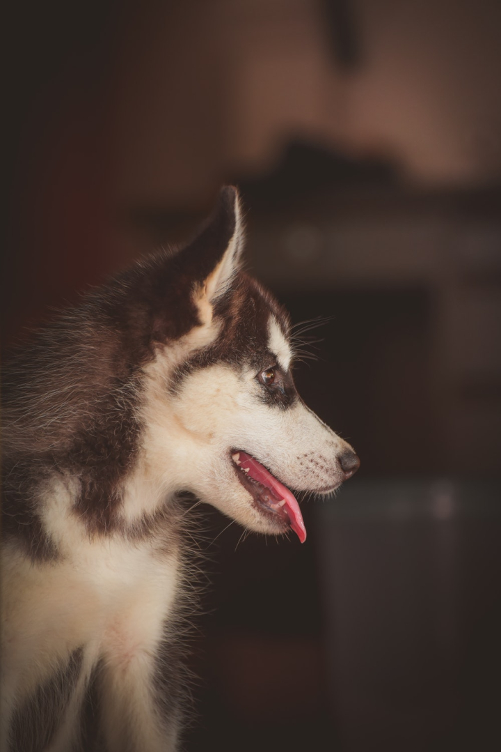 animal,canine,close-up,cute animal,dog,domestic animal,looking away,mammal,pet,puppy,selective focus,siberian husky,side view,young