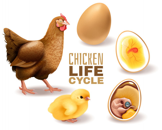 fertilized,breeding,yolk,reproduction,lay,beak,embryo,hatch,zoology,domestic,livestock,poultry,composition,adult,realistic,set,chick,hen,production,newborn,anatomy,biology,young,shell,cycle,shadow,development,life,growth,rooster,egg,natural,organic,process,stage,science,chicken,farm,animal,bird,education,school