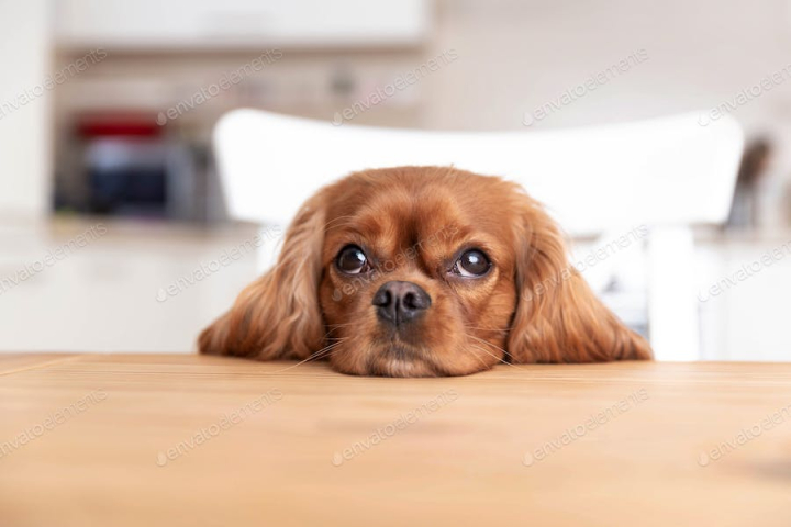 dog,table,head,kitchen,funny,cute,puppy,pup,adorable,spaniel,pet,sit,animal,look,eyes,copy space,beg,brown,Cavalier,king,charles,breed,pedigree,wait,home,inside,canine,friend,love,envatoelements