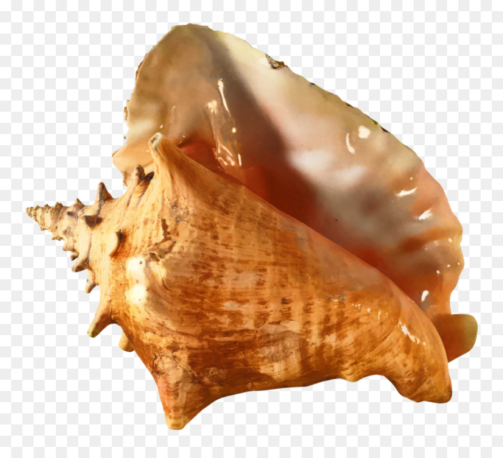 queen conch,conch,seashell,conchology,sea snail,cockle,snail,sea,iridescence,spiral,drawing,shape,conchs,shankha,shell,food,bivalve,cuisine,dish,musical instrument,snails and slugs,png