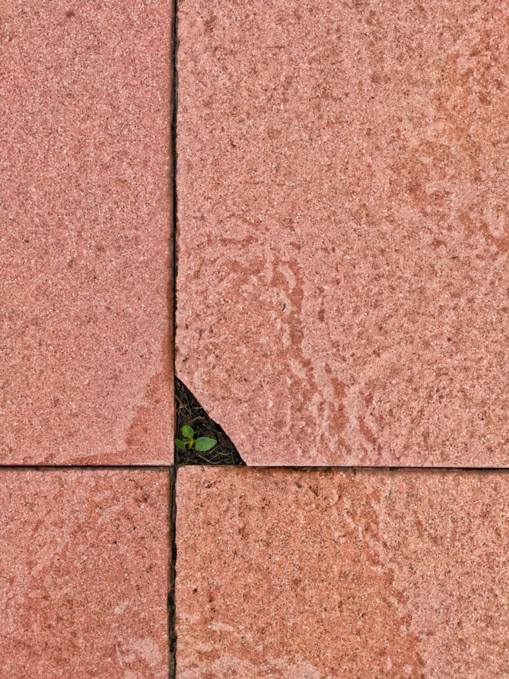 cement,concrete,crack,ground,growth,outdoors,plant,soil,surface,texture,tiles