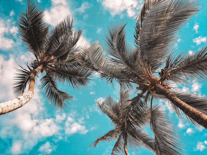 Free: Low Angle Photo of Coconut Trees 