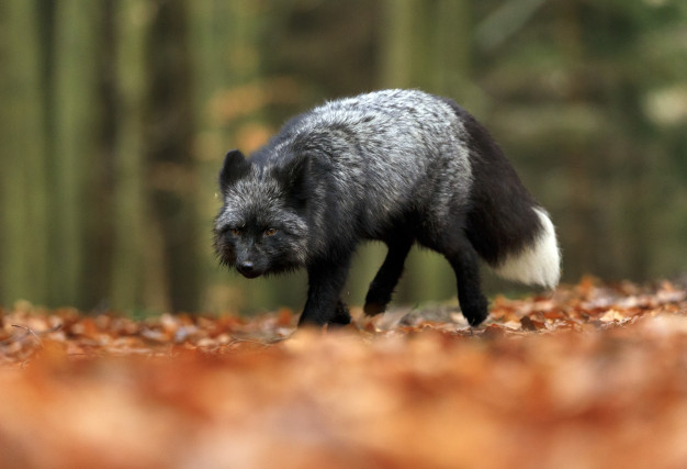 kit fox,grey fox,mammal,wildlife,kit,outdoor,grey,fox,forest,animal,nature