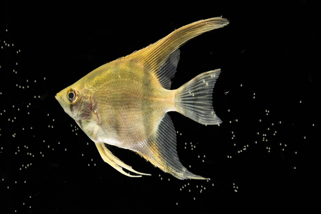 Free: Yellow beautiful betta fish isolated black background and bubbles