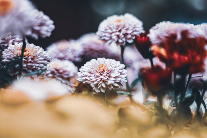 beautiful flowers,blooming,blossom,blur,bright,color,flora,flowers,wallpaper