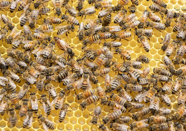apiary,bee,beehive,beekeeping,bees,beeswax,close-up,daylight,environment,hexagon,honey,honeybees,honeycomb,insects,macro,pattern,shape,wax