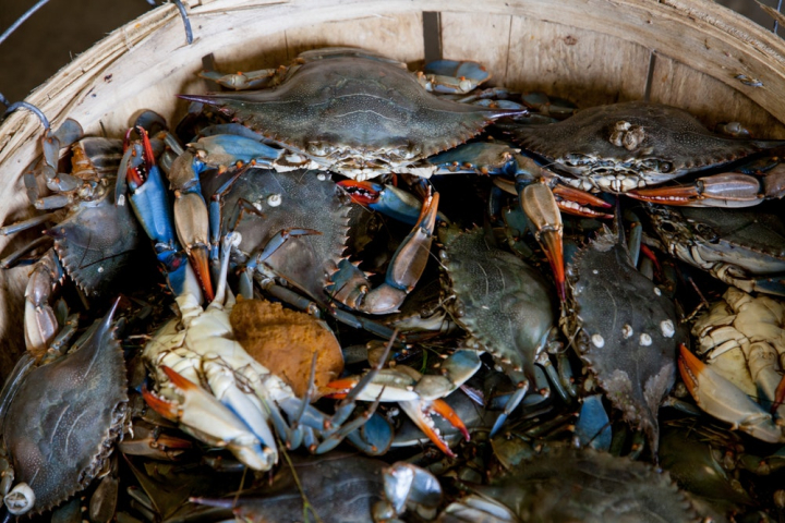 alive,blue crabs,bucket,claw,close-up,crab,crustacean,food,food photography,fresh,seafood,shell,shell (food)