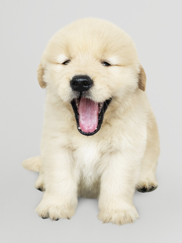 mouth open,sticking out,purebred,pooch,sticking,adorable,canine,pedigree,pup,wearing,breed,retriever,solo,yawn,posing,fluffy,domestic,little,golden retriever,cheerful,small,best friend,smiling,fur,alone,beige,tongue,leg,puppy,portrait,sitting,happiness,hanging,background white,cute animals,best,paw,young,friend,cute background,studio,psd,gray background,open,gray,fun,golden background,mouth,santa hat,hat,pet,golden,white,happy,white background,cute,animal,dog,santa,background