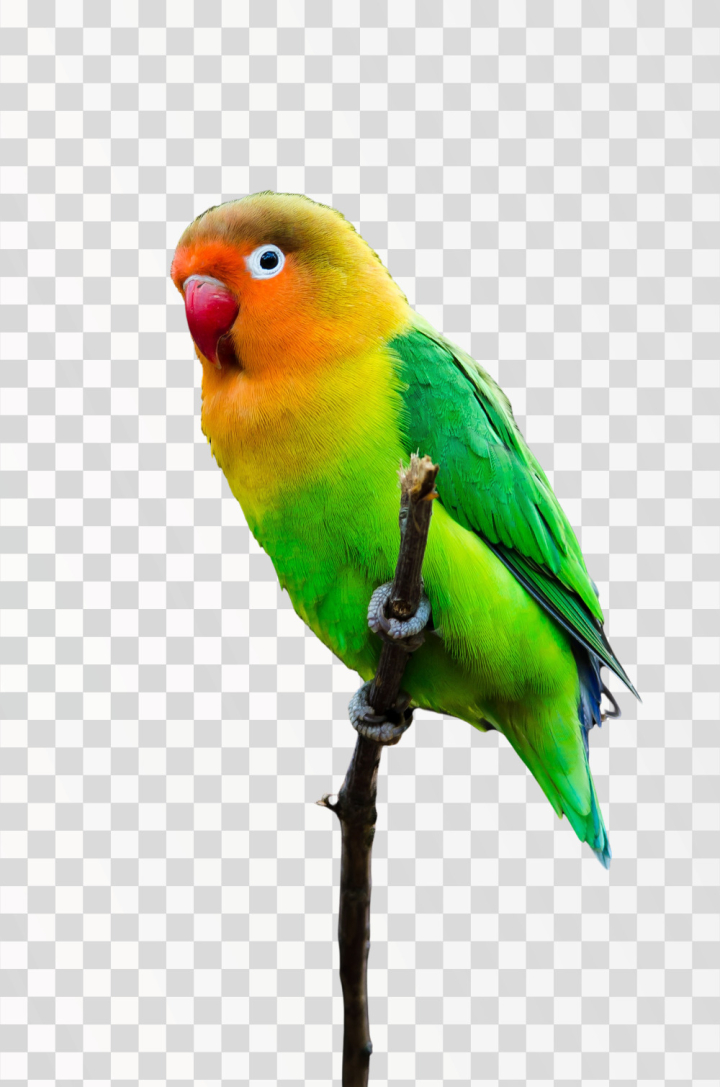 bird,png,lovebird,animals,colorful,cute