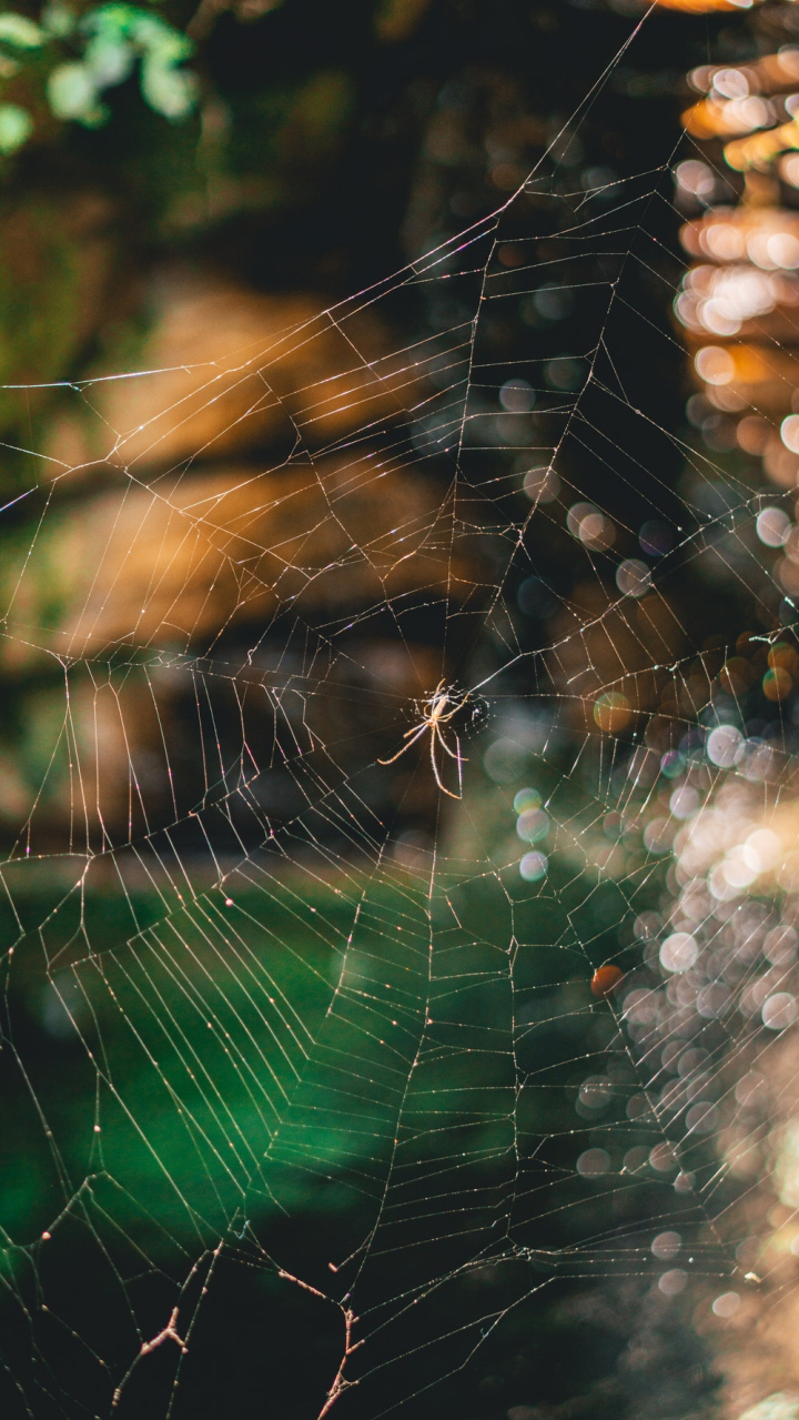arachnid,cobweb,spider,spider web,spiderweb,trap,web