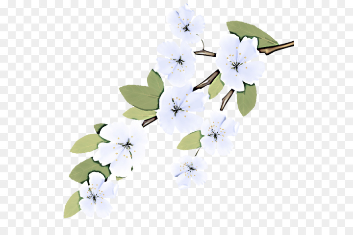 flower,branch,petal,plant,blossom,flowering plant,twig,cherry blossom,png