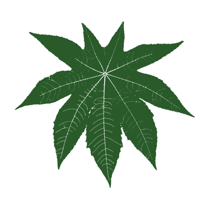 green,leaf,castor