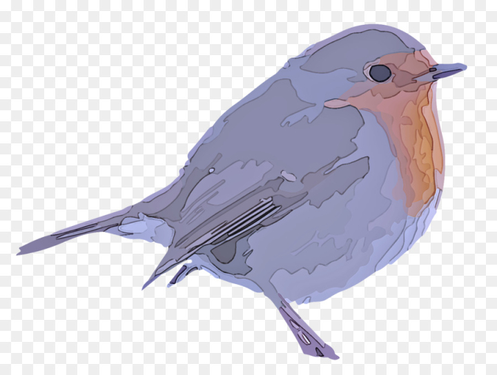 bird,mountain bluebird,european robin,beak,old world flycatcher,robin,bluebird,eastern bluebird,songbird,png