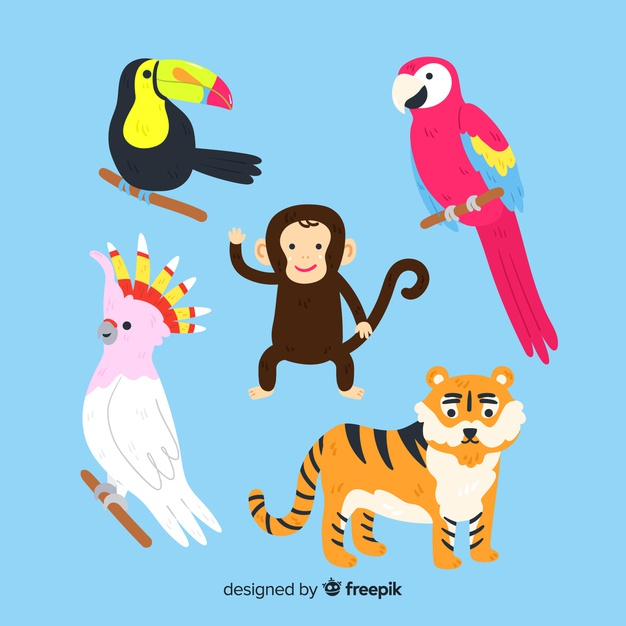 fauna,childish,toucan,colored,wildlife,set,collection,wild,parrot,tiger,jungle,monkey,tropical,animals,color,animal,cartoon,character,design