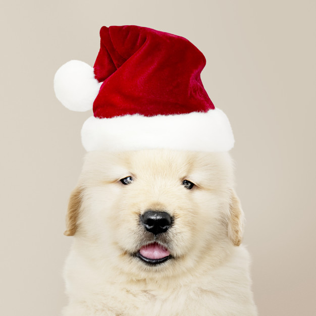 mouth open,sticking out,purebred,pooch,sticking,adorable,canine,pedigree,pup,wearing,breed,retriever,posing,fluffy,little,golden retriever,cheerful,small,best friend,smiling,beige background,fur,beige,tongue,greetings,leg,costume,puppy,christmas santa,season,portrait,seasons,festive,happiness,background white,celebration background,cute animals,best,young,background christmas,christmas hat,friend,cute background,studio,psd,open,fun,seasons greetings,golden background,mouth,santa hat,hat,orange background,pet,golden,white,christmas party,holiday,happy,orange,celebration,cute,animal,xmas,dog,santa,party,winter,christmas background,christmas,background