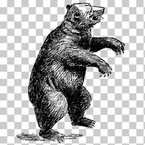 Vertebrate,American black bear,Brown bear,svg,freesvgorg,animal,bear,carnivore,claw,mammal,standing,wolverine,Grizzly bear,Terrestrial animal