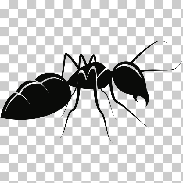ant,bug,insect,svg,freesvgorg