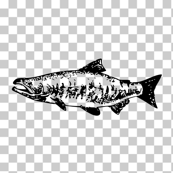 Chum salmon Free Stock Photos, Images, and Pictures of Chum salmon