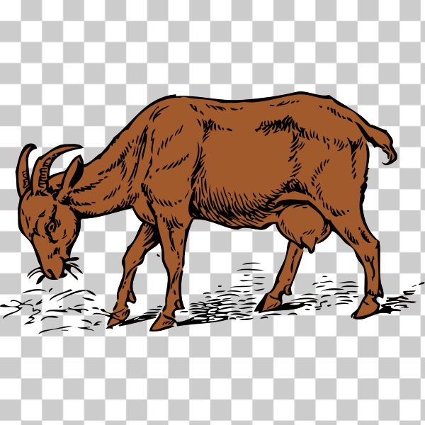 ruminant,wildlife,Cow-goat family,Snout,Working animal,billy goat,remix+1452,svg,freesvgorg,animal,bovine,clip-art,externalsource,Goat,graphics,horns,illustration,livestock,mammal