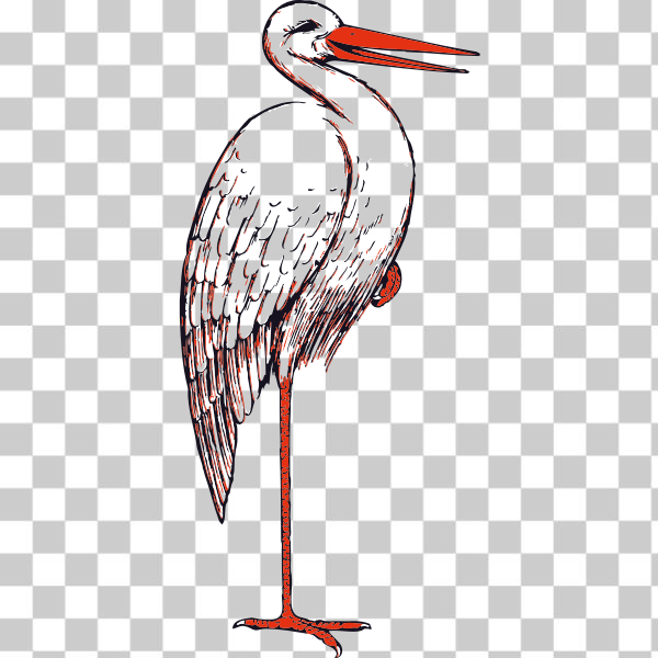 Crane-like bird,Ciconiiformes,Pelecaniformes,White stork,svg,freesvgorg,animal,animals,beak,bird,crane,Heron,stork,white,Vertebrate