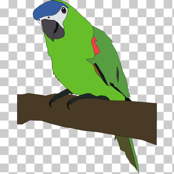 Vertebrate,Parakeet,Budgie,Lovebird,the zoo,svg,freesvgorg,animal,beak,bird,birds,exotic,feather,illustration,macaw,nature,parrot