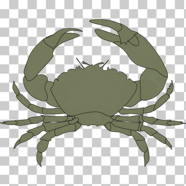 King crab,Freshwater crab,Rock crab,Chesapeake blue crab,svg,freesvgorg,animal,crab,crustacean,invertebrate,sealife,shellfish,Decapoda,Dungeness crab,Cancridae