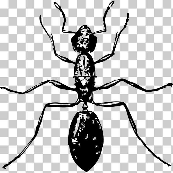 Membrane-winged insect,svg,freesvgorg,animal,ant,arthropod,externalsource,insect,invertebrate,parasite,pest,Organism