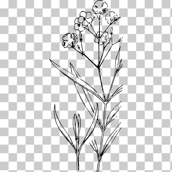 black and white,Flowering plant,Pedicel,Wild for Flowers,Poisonous Plants,svg,freesvgorg,botany,externalsource,flower,grass,leaf,line-art,oleander,plant,tree
