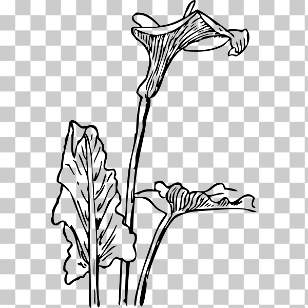 calla lily,svg,freesvgorg,botany,drawing,externalsource,flower,line-art,plant,black and white,Coloring book,Plant stem