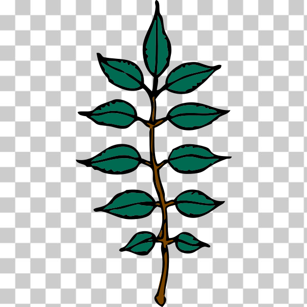 Woody plant,Plant stem,Flowering plant,svg,freesvgorg,ash,botany,branch,externalsource,flower,leaf,plant,tree,twig