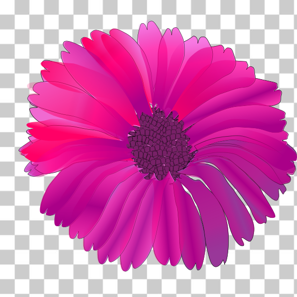 Gerbera,Daisy family,barberton daisy,african daisy,svg,freesvgorg,daisy,flower,flowers,fuchsia,nature,petal,pink,plant,Flowering plant