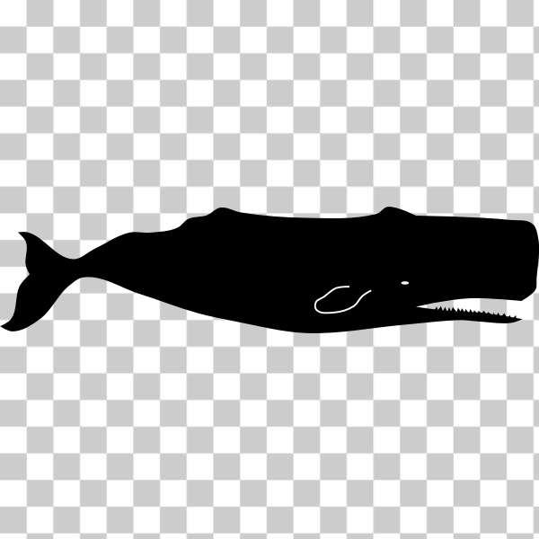 animal,cachalot,largest,marine,sea,spermwhale,whale,svg,freesvgorg