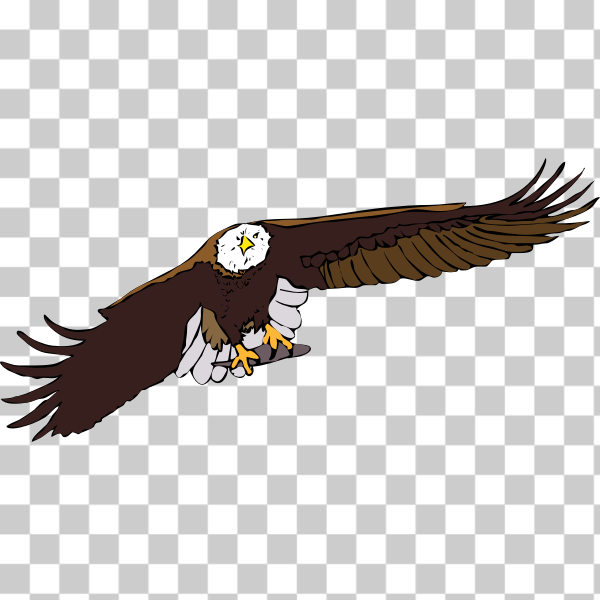 America,bald eagle,bird,eagle,fish,nature,wild,Bald eagle,TpT,svg,freesvgorg