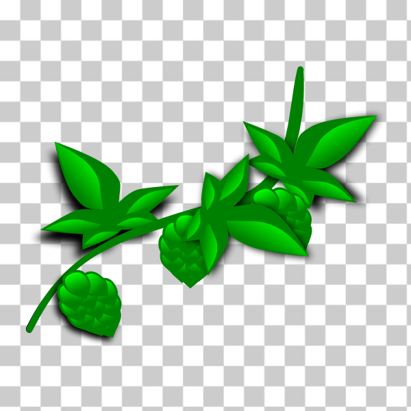 beer,cartoon,clip-art,flower,graphics,green,hop,hops,icon,illustrated,leaf,plant,Plant stem,Flowering plant,Hemp family,svg,freesvgorg