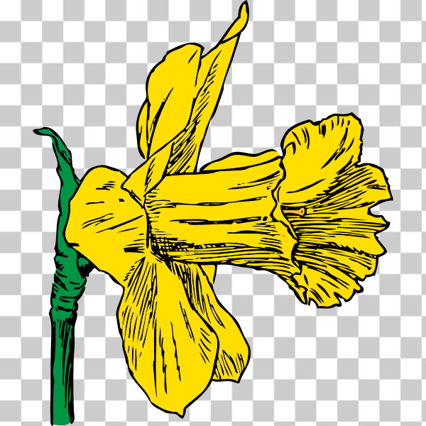 Free: SVG daffodil - nohat.cc