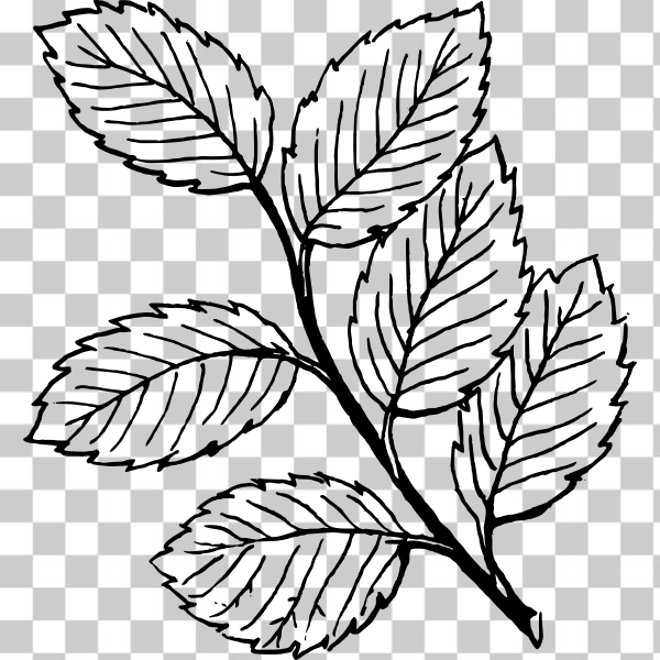 svg,photography,plant,freesvgorg,psf,tree,black and white,wikimedia commons,Plant stem,biology,botany,branch,externalsource,flower,leaf,line-art,Flowering plant,nature,My patterns