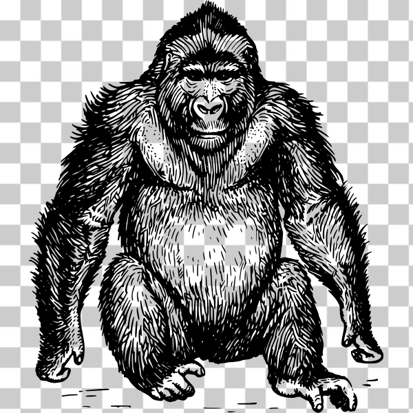 mammal,Old world monkey,Common chimpanzee,orangutan,svg,outline,freesvgorg,primate,psf,zoology,black and white,animal,ape,art,biology,contour,drawing,externalsource,gorilla,illustration,wikimedia commons,line,Vertebrate