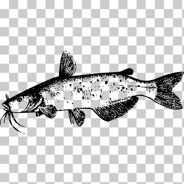 zoology,Ray-finned fish,Bony-fish,wikimedia commons,Brown trout,Hucho taimen,svg,freesvgorg,animal,biology,catfish,externalsource,fish,line-art,outline,psf,seafood