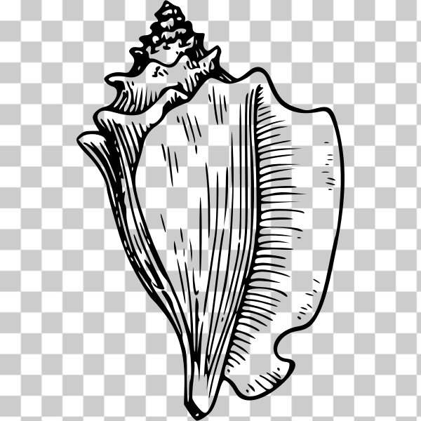Logo,wikimedia commons,mollusc,Library - Nature,outline,svg,freesvgorg,psf,sea-creature,seashell,shell,wing,black and white,animal,clip-art,conch,Encouraging,externalsource,graphics,illustration,leaf,line-art,Coloring book