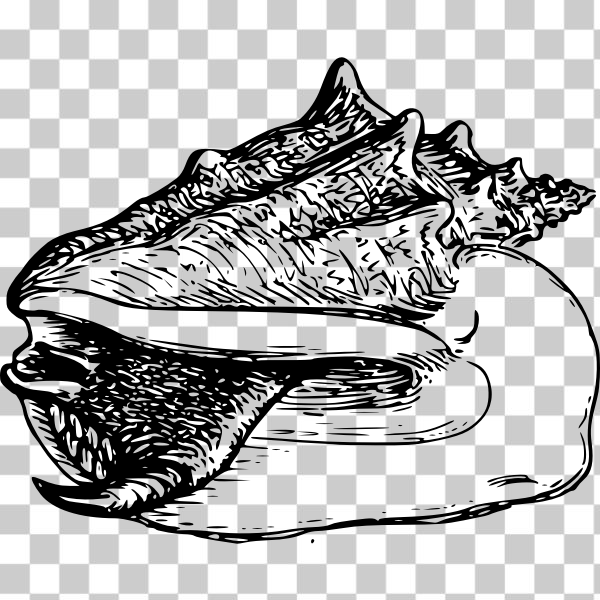 outline,psf,sea-creature,seashell,shell,sketch,black and white,wikimedia commons,animal,conch,drawing,externalsource,illustration,jaw,line-art,mollusc,svg,freesvgorg,mouth