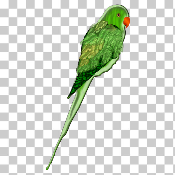 vector,Parakeet,Budgie,Lovebird,Perico,papagal,svg,freesvgorg,animal,beak,bird,green,lorikeet,parrot,photorealistic,quetzal