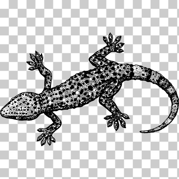 svg,freesvgorg,tail,zoology,black and white,True salamanders and newts,wikimedia commons,Scaled reptile,Heloderma,Wall lizard,amphibian,animal,biology,externalsource,Gecko,herpetology,lizard,psf,Gila monster,B&amp;W Complex,reptile
