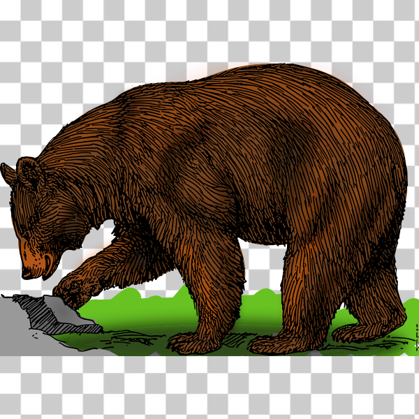 animal,bear,biology,brown,color,mammal,outline,Animales collection,svg,freesvgorg