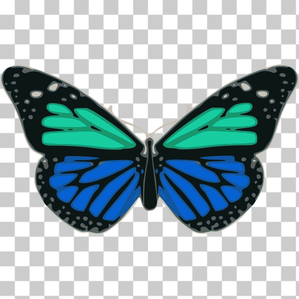 svg,Moths and butterflies,freesvgorg,Pollinator,Monarch butterfly,Brush-footed butterfly,Farbe,Schmetterling,couleur,Antenne,Flï¿½gel,colour,aile,ala,insect,animale,blau,insekt,blu,invertebrate,farfalla,papillon,symmetry,insecte,insetti,tier,turquoise,ale,animal,antenna,arthropod,blue,bug,butterfly,color,colore,insetto,pinterest,turchese,wing,bleu,tï¿½rkis