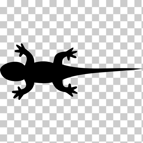 amphibian,animal,Gecko,lizard,nature,reptil,reptile,silhouette,tail,Newt,True salamanders and newts,Scaled reptile,Wall lizard,lagarto,svg,freesvgorg