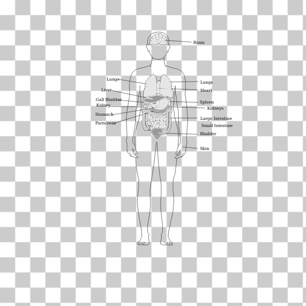 Free: SVG Human body silhouette vectpr 